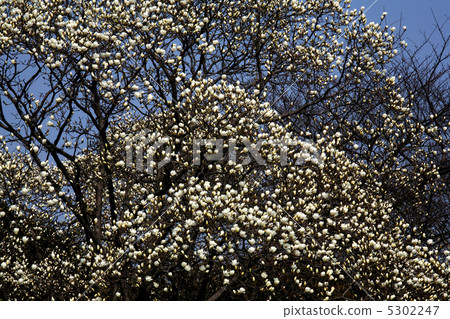 Magnolia Magnolia 5302247