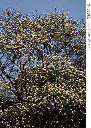 Magnolia Magnolia 5302248