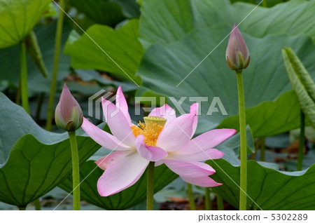蓮花和芽 蓮花和芽 5302289