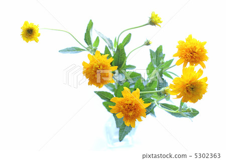 Hime向日葵 5302363