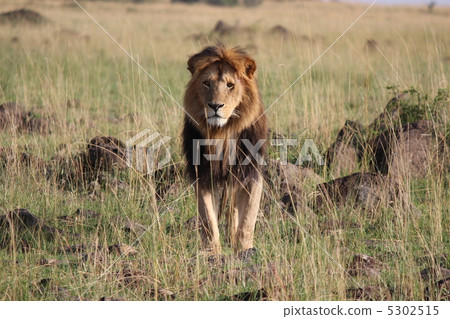 Kenya Masai Mara wild king of the Lion Kenya Masai Mara wild king of the Lion 5302515