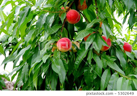 Mature peach peach tree and fruit 5302649