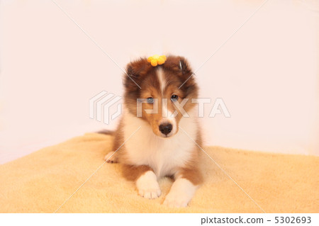 Sheltie's puppy lying down Sheltie's puppy lying down 5302693