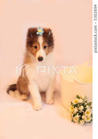 Sheltie的小狗坐下 5302694