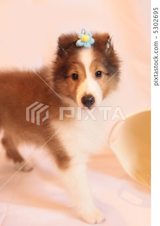 Shelty小狗 Shelty小狗 5302695