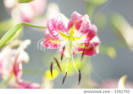 紅色Kanoko Yuri 紅色Kanoko Yuri 5302703