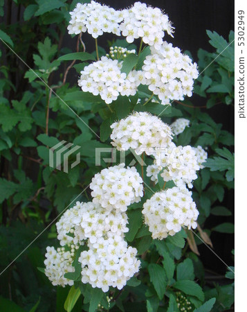 Kodemari（白色） 5302949