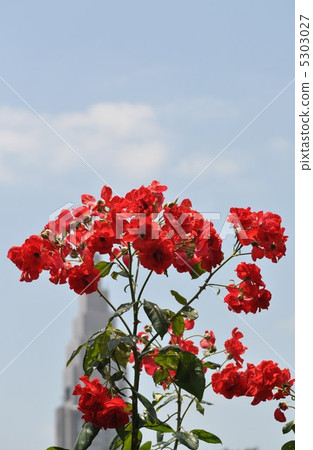 rose	 5303027