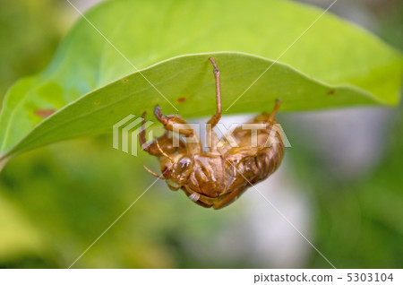 Cicadian shell 5303104