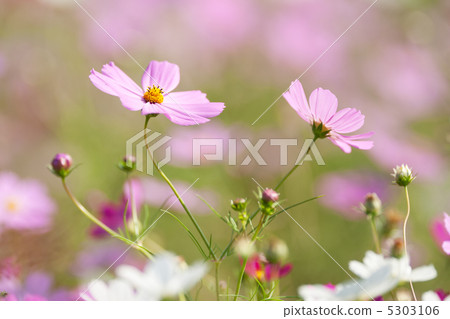 宇宙 宇宙 5303106