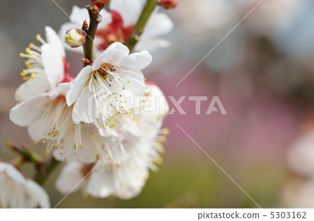 Plum blossom  5303162