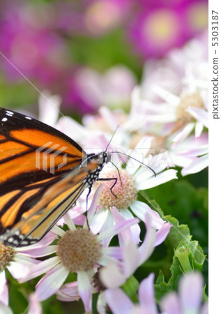 蝴蝶的天堂 5303187