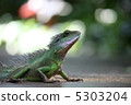Water Dragon 5303204