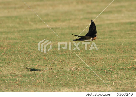 Swallow's flight (young bird) 5303249