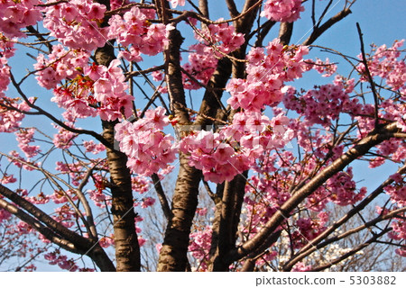 Cherry blossoms in full bloom (Fengokuji citizen's forest / Kanagawa ken Yokohama city) Cherry blossoms in full bloom (Fengokuji citizen's forest / Kanagawa ken Yokohama city) 5303882