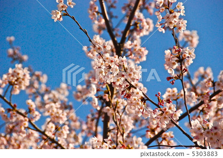 Cherry blossoms in full bloom (Fengokuji citizen's forest / Kanagawa ken Yokohama city) 5303883