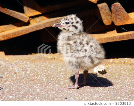 The nestling of the seagul The nestling of the seagul 5303913