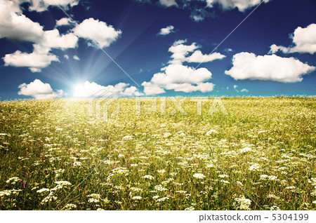 green field with blooming flowers and blue sky green field with blooming flowers and blue sky 5304199