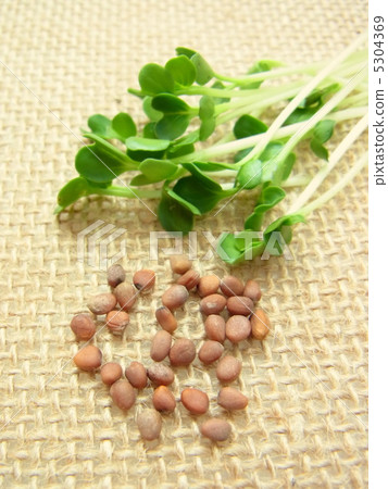 尾柄蘿蔔和種子 5304369