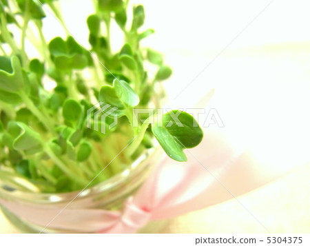 注意:蘿蔔蘿蔔 注意:蘿蔔蘿蔔 5304375