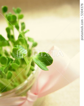 注意：蘿蔔蘿蔔 5304376