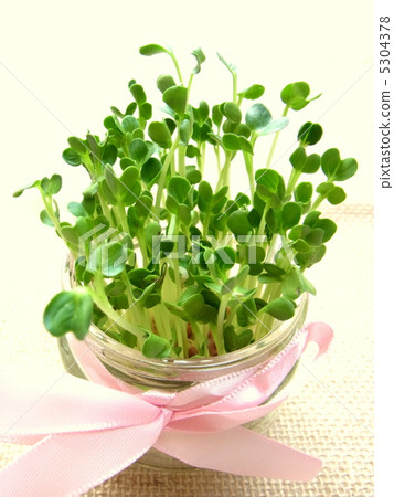 注意:蘿蔔蘿蔔 注意:蘿蔔蘿蔔 5304378