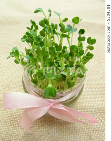 注意:蘿蔔蘿蔔 注意:蘿蔔蘿蔔 5304381