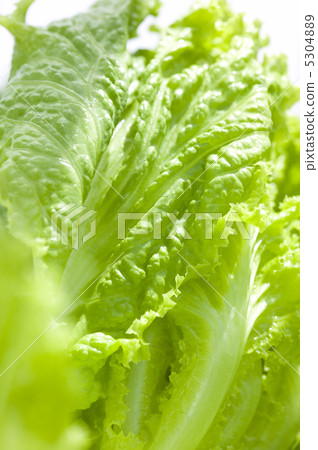 lettuce	 5304889