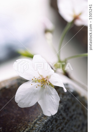 Cherry Blossoms Cherry Blossoms 5305241