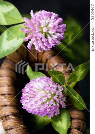 Red clover Red clover 5305467