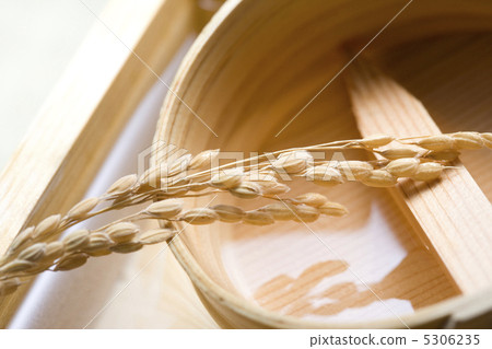 稻田 稻田 5306235