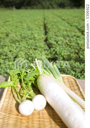 Vegetables Vegetables 5306922