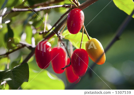 Natsugumi Natsugumi 5307539