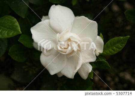 子花 5307714
