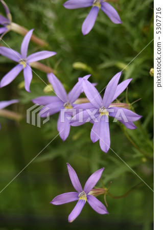 同瓣草屬 5307716