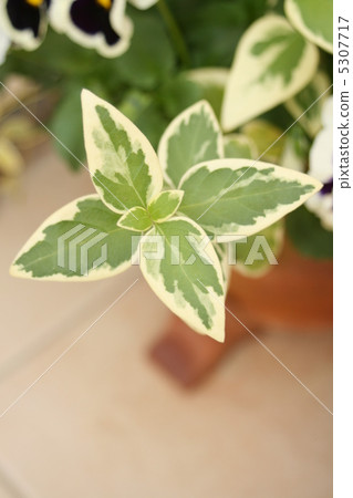 長春花 5307717
