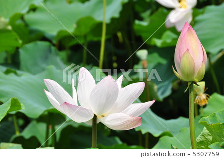 Lotus flower  5307759