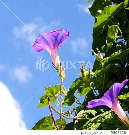 藍天和牽牛花 5307850