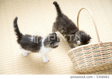 一隻小貓 5308062