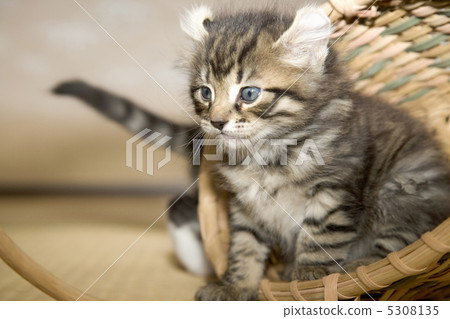 一隻小貓 一隻小貓 5308135