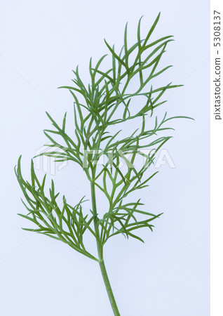 Dill 5308137