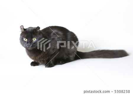 Black cat Black cat 5308238