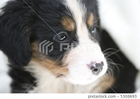 一隻小狗 5308693