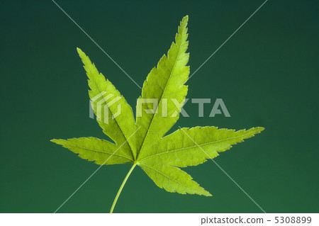 Momiji Momiji 5308899