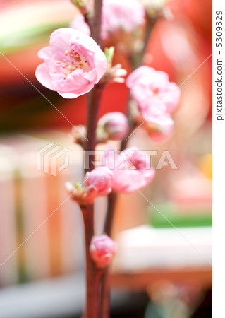 Peach blossoms Peach blossoms 5309329