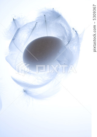 Egg Egg 5309367