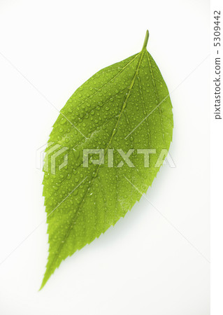 葉子 5309442