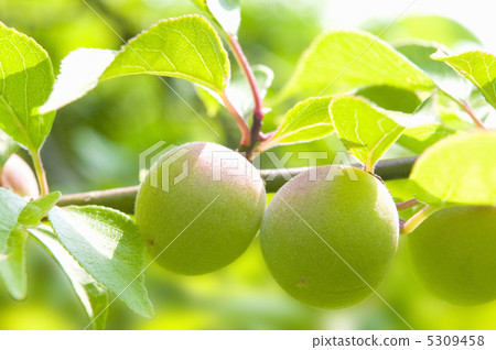 Plum fruit 5309458