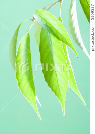 leaf leaf 5309527