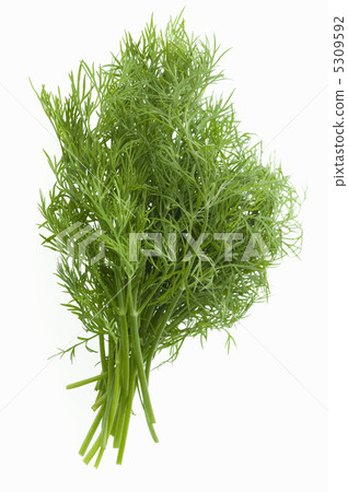 Dill 5309592